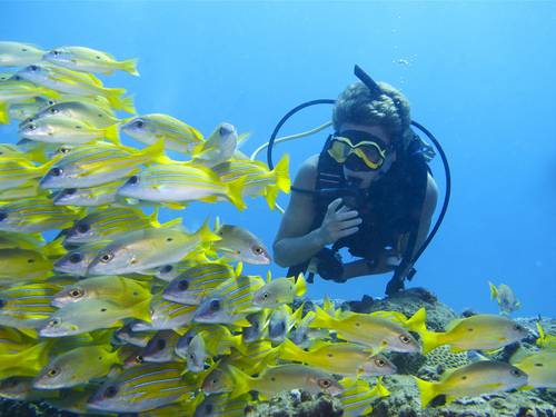Coral Divers PADI 5 Star IDC Centre and Resort