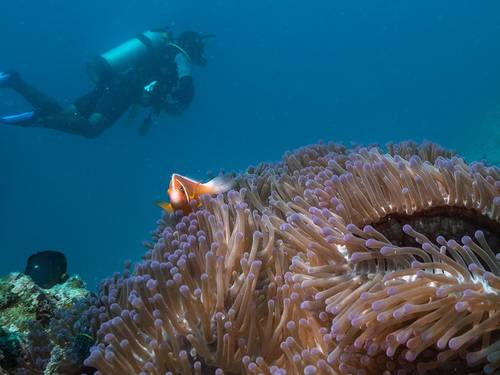 Toberua Divers