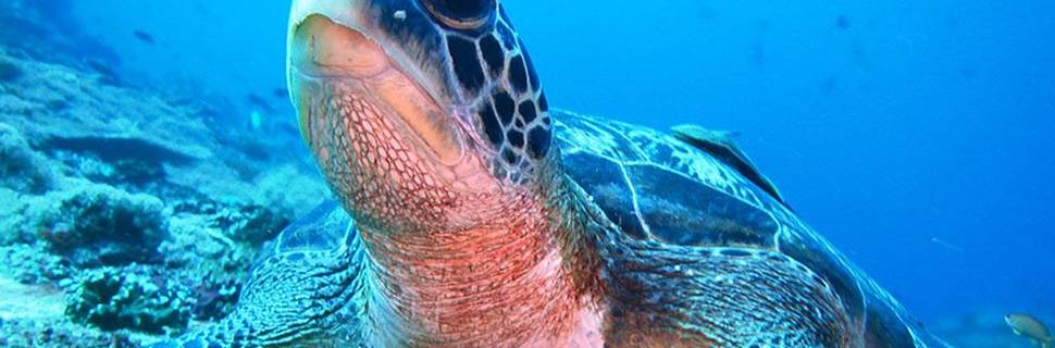 Lembongan Discovery Dive