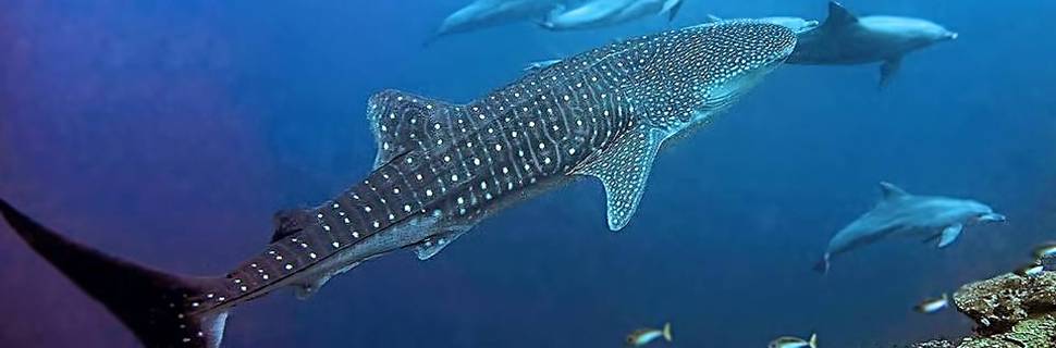 Tamarind Divers Lembongan