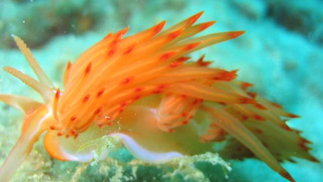 Big Blue Diving