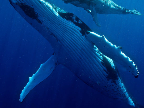 Tongan Expeditions - Whale swimming