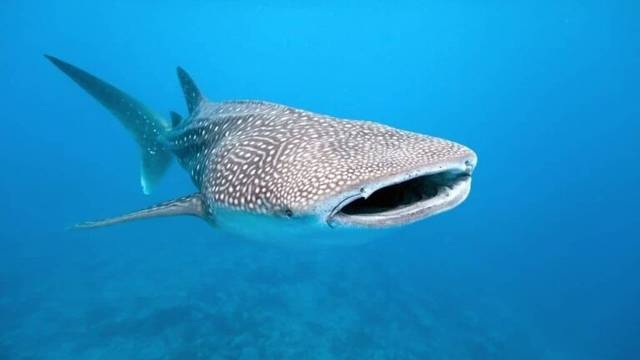 Xico Dive Shop