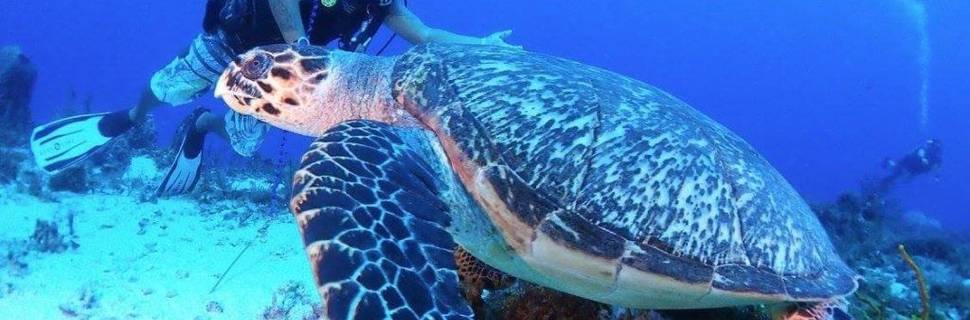 Scuba Reef Divers