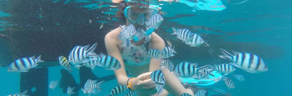 Coral Grand Divers - Koh Tao PADI Career Development Center