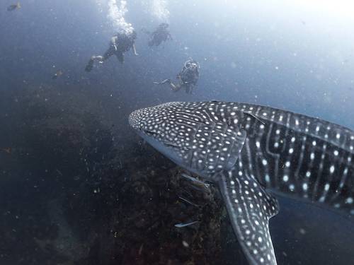 Big Blue Diving School Koh Tao