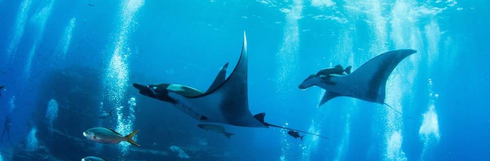 Zihuatanejo Dive Center