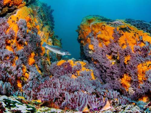 Buceo Pichicuy