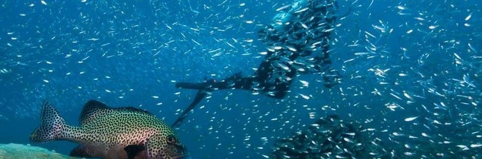 Exmouth Dive & Whalesharks Ningaloo