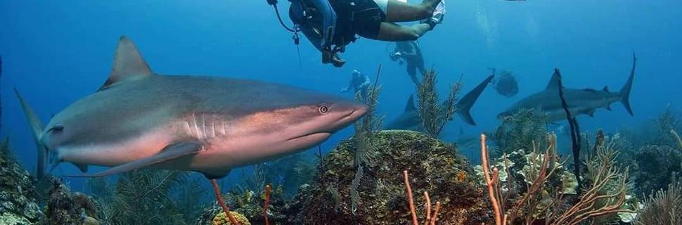 Chub Cay Divers Ltd