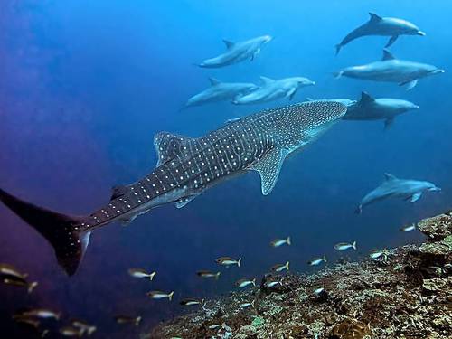 Tamarind Divers Lembongan