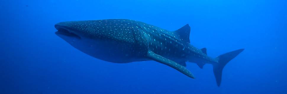 South Ari Dive Center