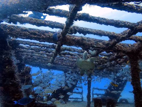 Sea Star Scuba