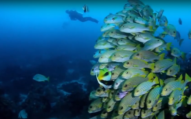 Diver and a school of fish over a reef